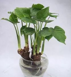 医生回应男孩误食滴水观音事件，小巷特色小店背后的故事揭秘