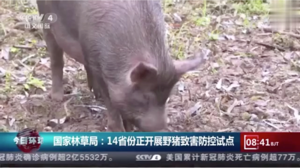 野猪致害波及26省，招募野猪猎人引发挑战与变革的浪潮