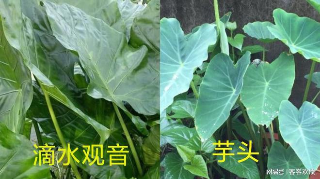 滴水观音误食事件