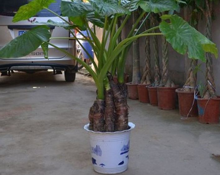 医生回应男孩误食滴水观音事件，一场意外的植物冒险