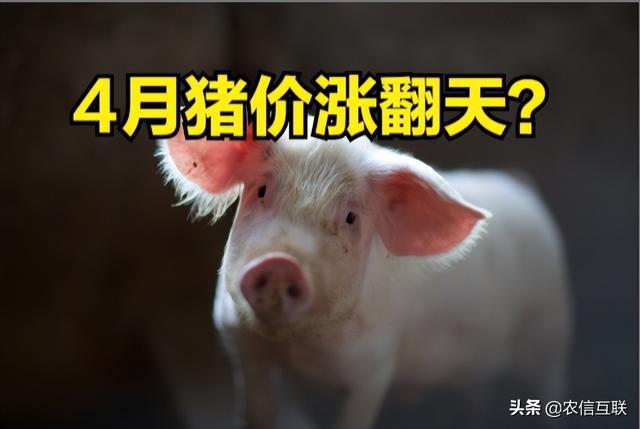 云南猪价实时更新，最新消息汇总