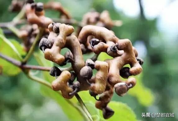 宜城最新招聘信息及自然美景探索之旅，寻找内心的平静之旅