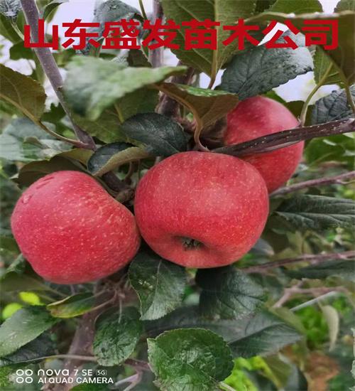 最新桃树品种及其观点论述解析