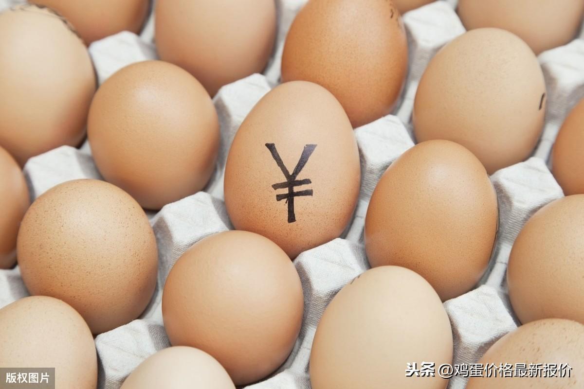 鸡蛋最新行情及深度分析