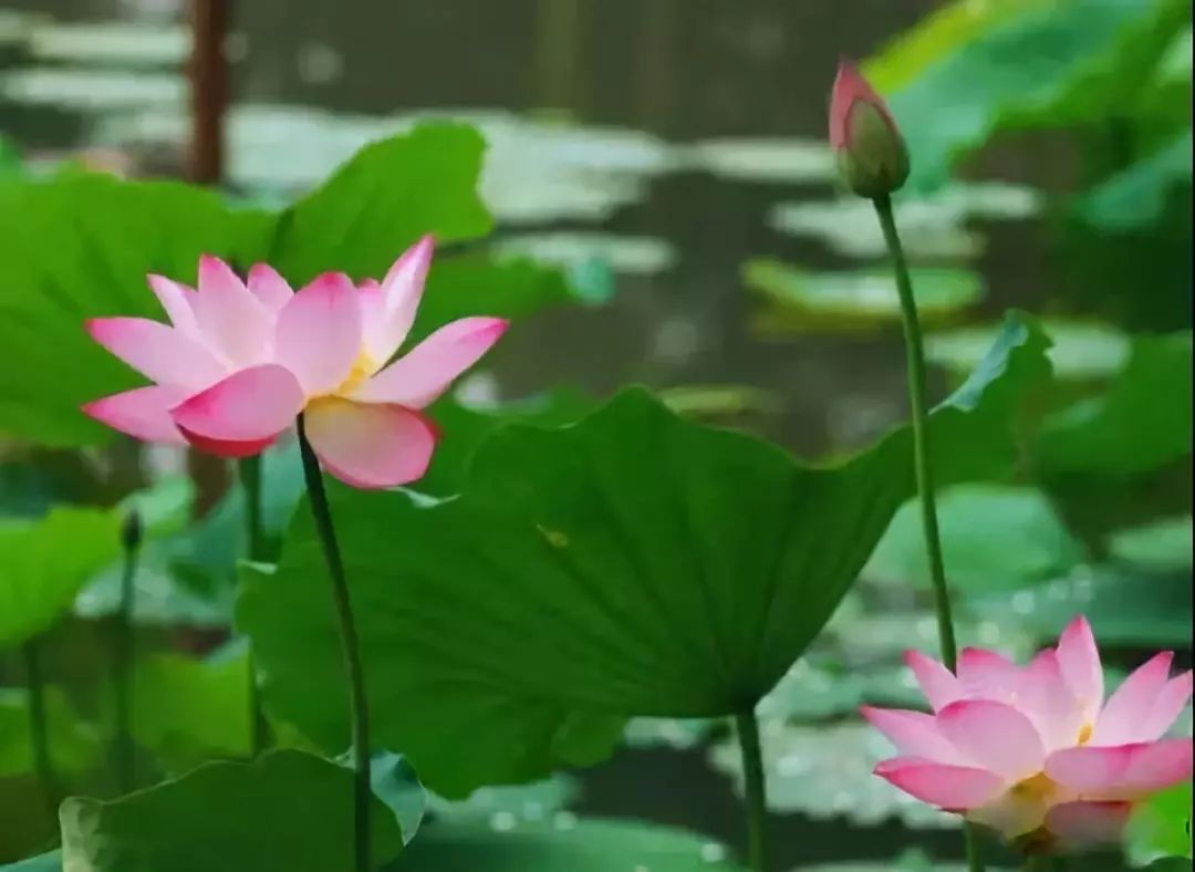 莲花村嫂子的最新章节深度解析与观点阐述