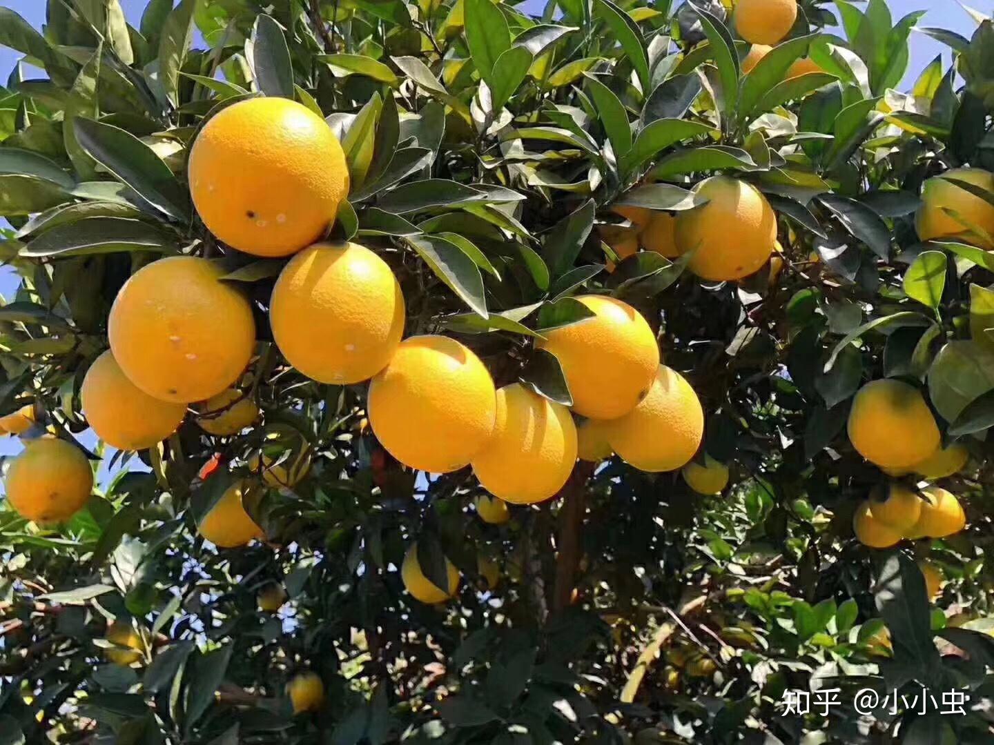 赣南脐橙上市，尝鲜正当季，果香四溢的季节盛宴