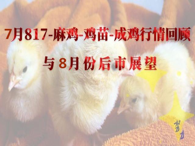 今日817鸡苗价格动态，成长之路上的自信与成就感伴随变化中的学习