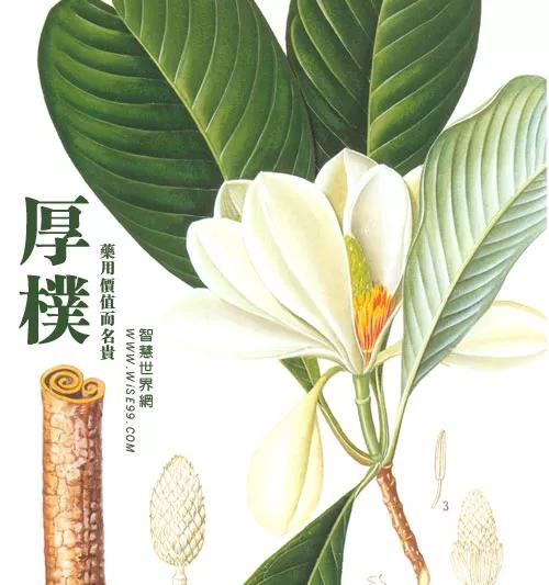 厚朴价格的综合论述与分析