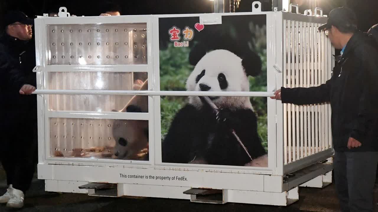 大熊猫宝力青宝启程赴美