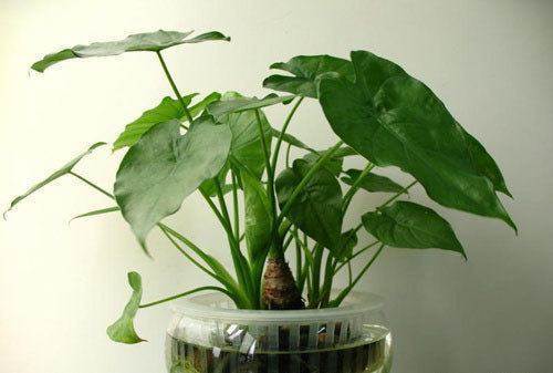 智能识别植物科技产品拯救误食滴水观音危机，男孩生命得以守护的体验分享