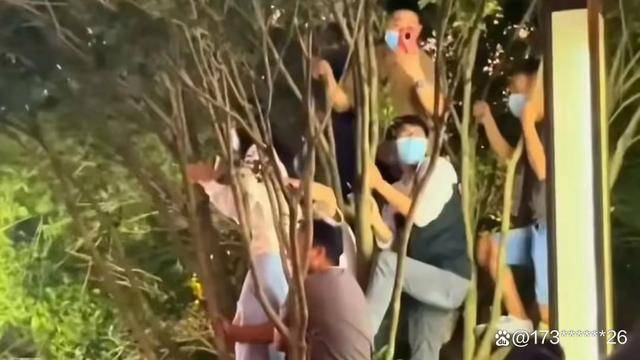 刀郎演唱会场外粉丝独特应援方式，树上合唱体验指南