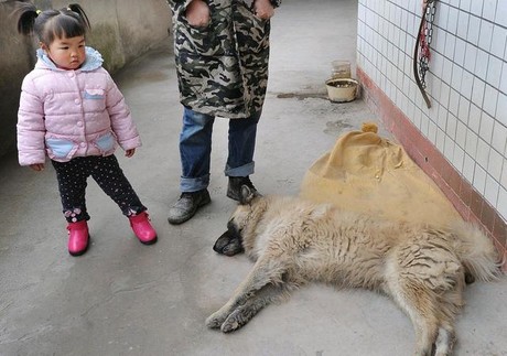 中华田园犬大战两米毒蛇，守护与勇气的较量