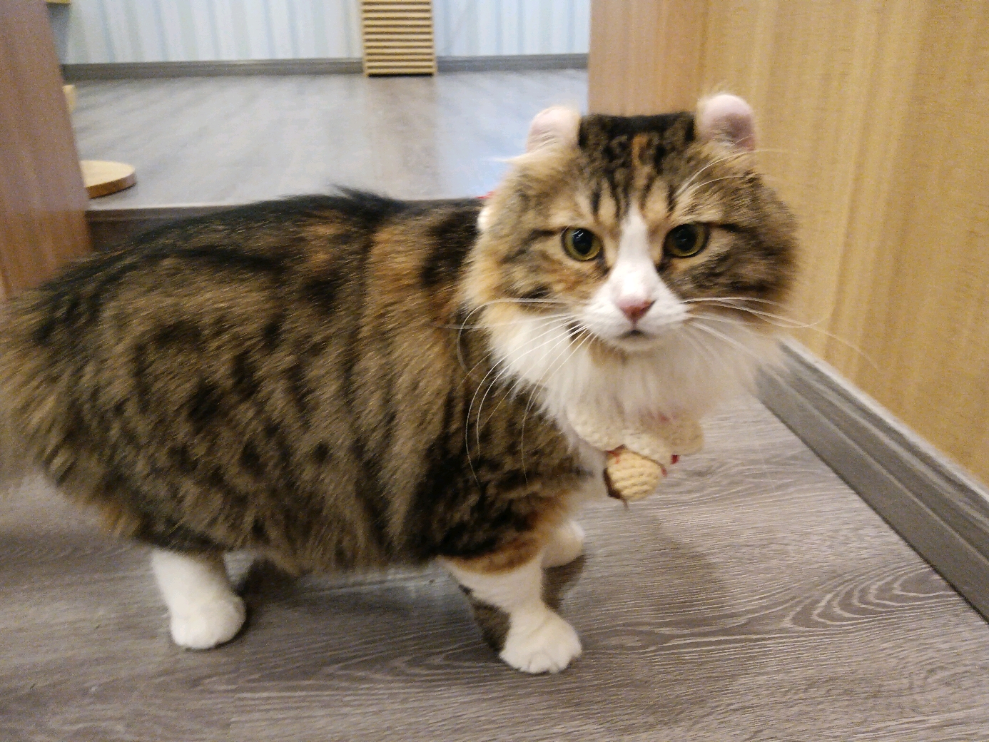 女子逛猫咖染宠物癣仍坚持探索自然之旅