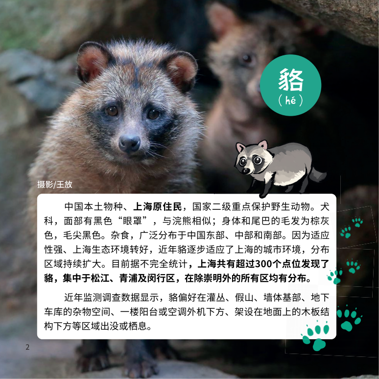 人与自然平衡之道，投喂浣熊三十年后的惊喜与困扰