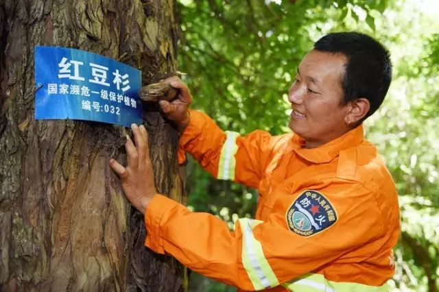 男子网售野生发菜获刑，一次探险之旅背后的法律警示与内心平静之路
