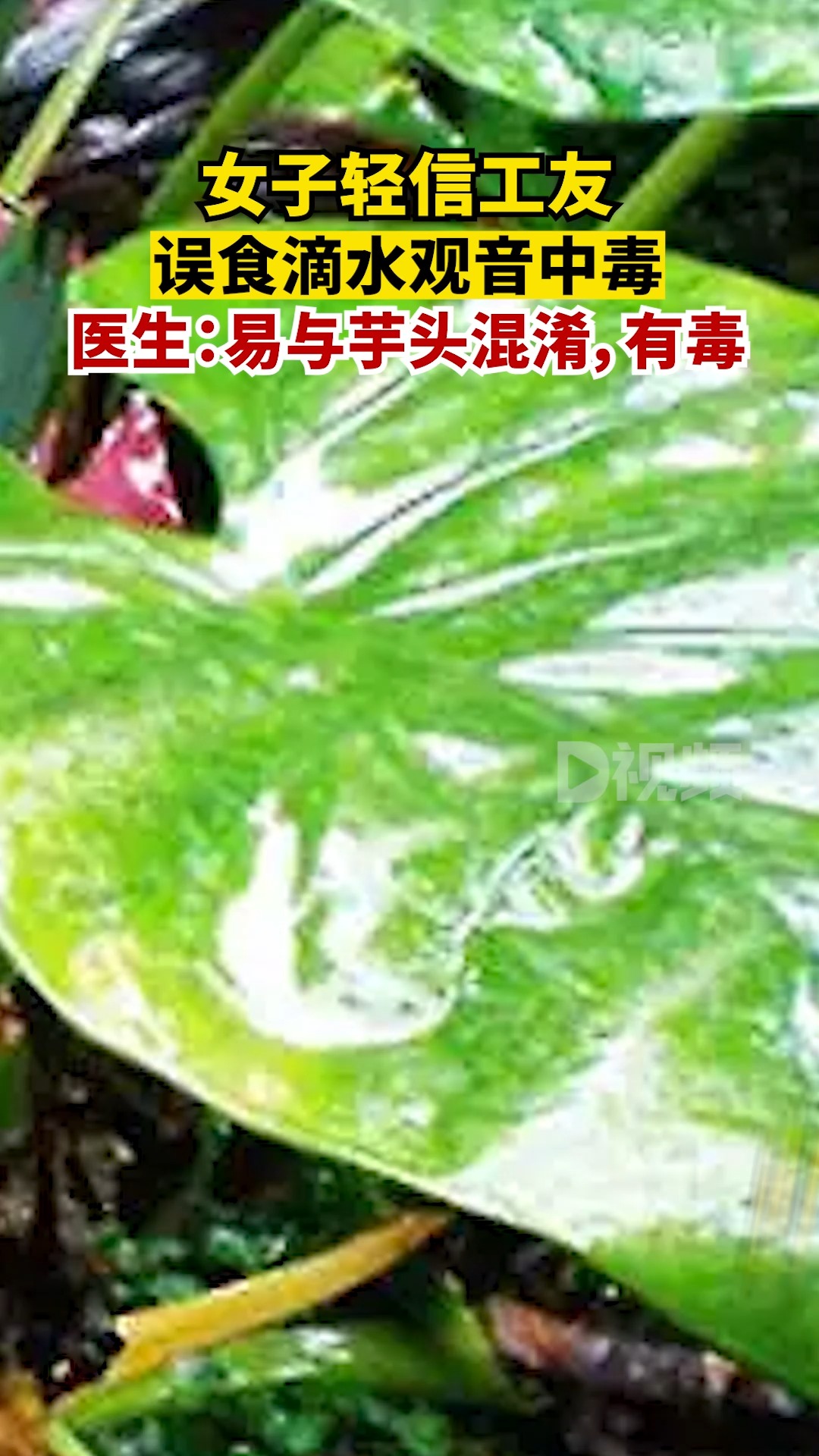 男孩误食滴水观音生死瞬间，植物与生命的奇妙冒险故事