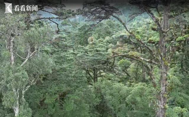 哀牢山秘境，千只珍稀之鸟传奇与小巷独特风味探索