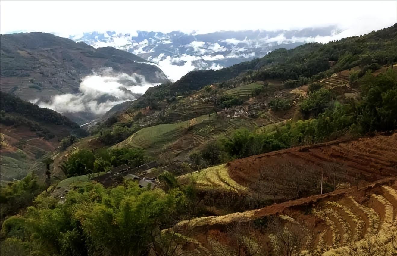 哀牢山珍稀鸟类探寻与保护，全球仅千只的珍稀鸟类揭秘及保护指南