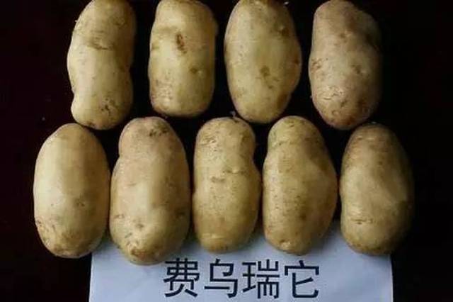 胶州土豆最新价格探讨与分析