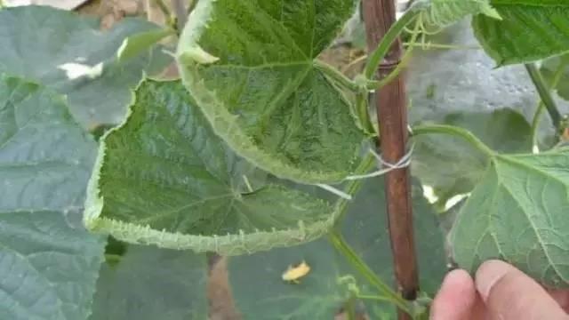 油亮黄瓜最新品种亮相友情盛宴