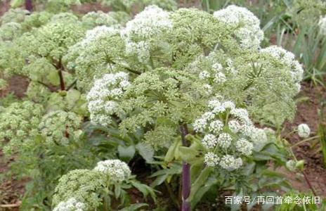亳州白芷最新价格行情详解与获取指南