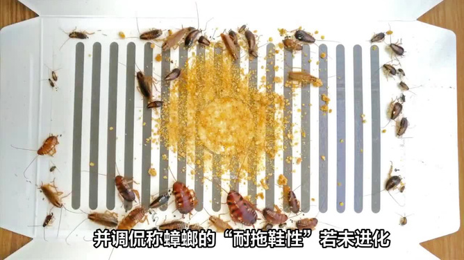 广东蟑螂进化