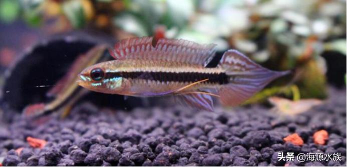 带你进入梦幻水族世界的小鱼人最新资讯！