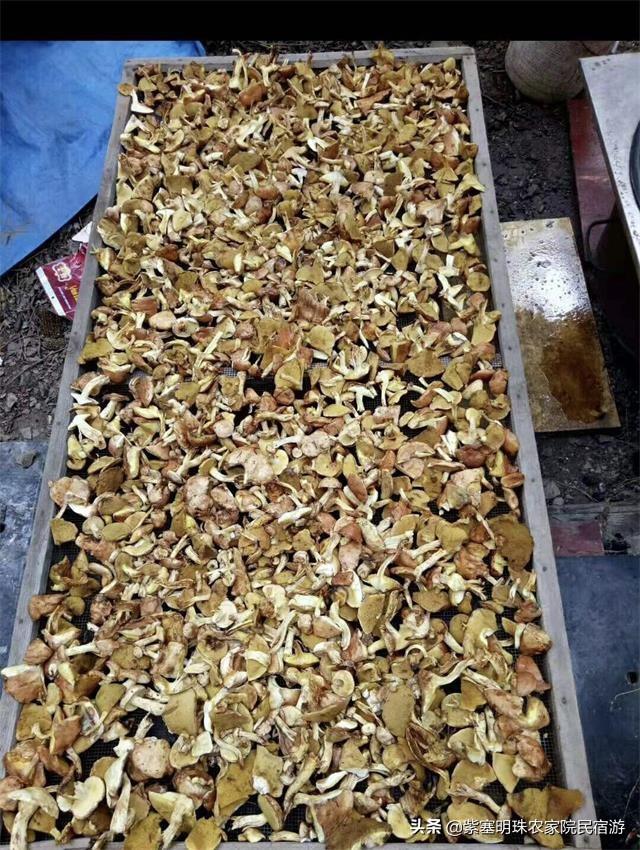 最新现金棋牌，自然美景的探索之旅
