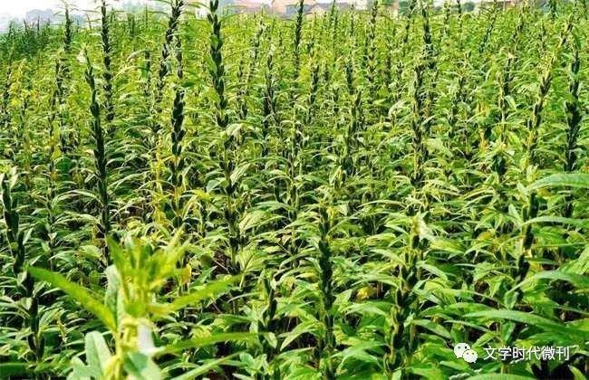 湖北芝麻最新价格探讨与分析