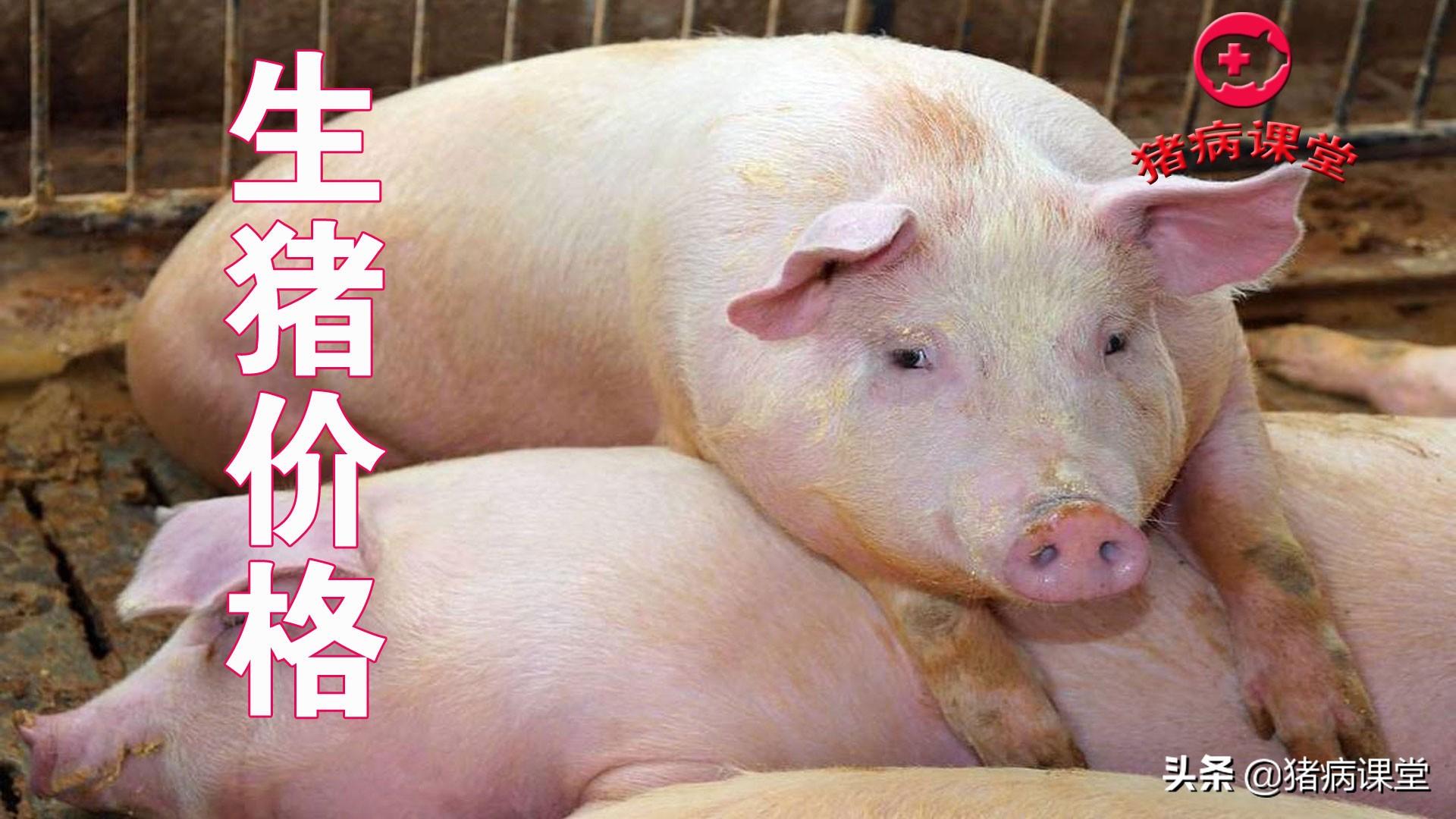 全国生猪最新行情详解及市场趋势分析，获取与分析生猪市场动态的方法与策略