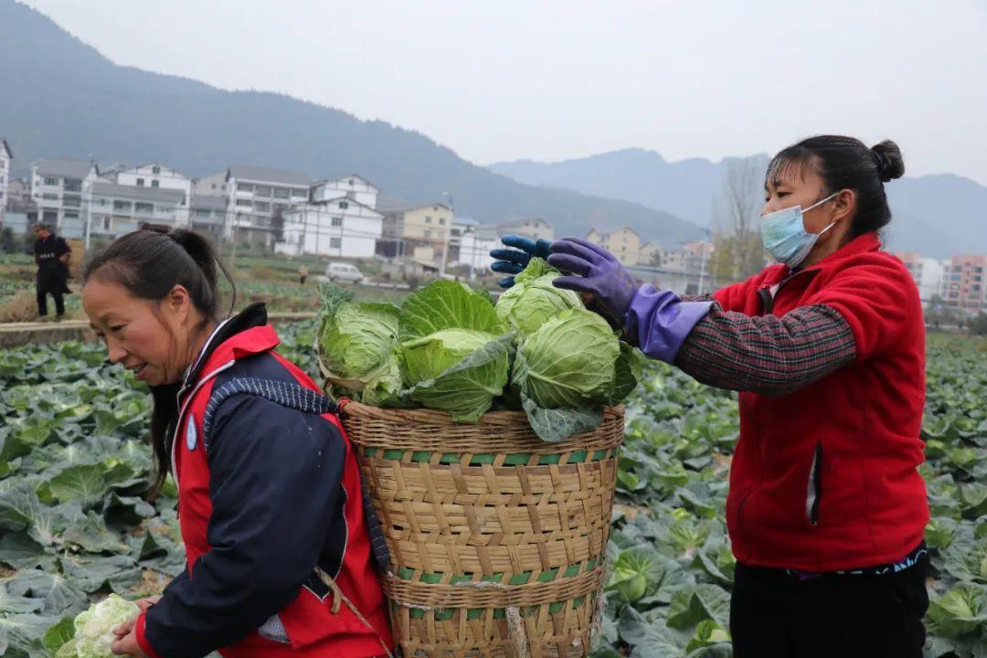 甘蓝收购价格动态