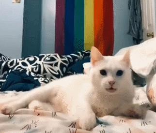 猫咪最新版，引领新时代的养猫理念新潮流