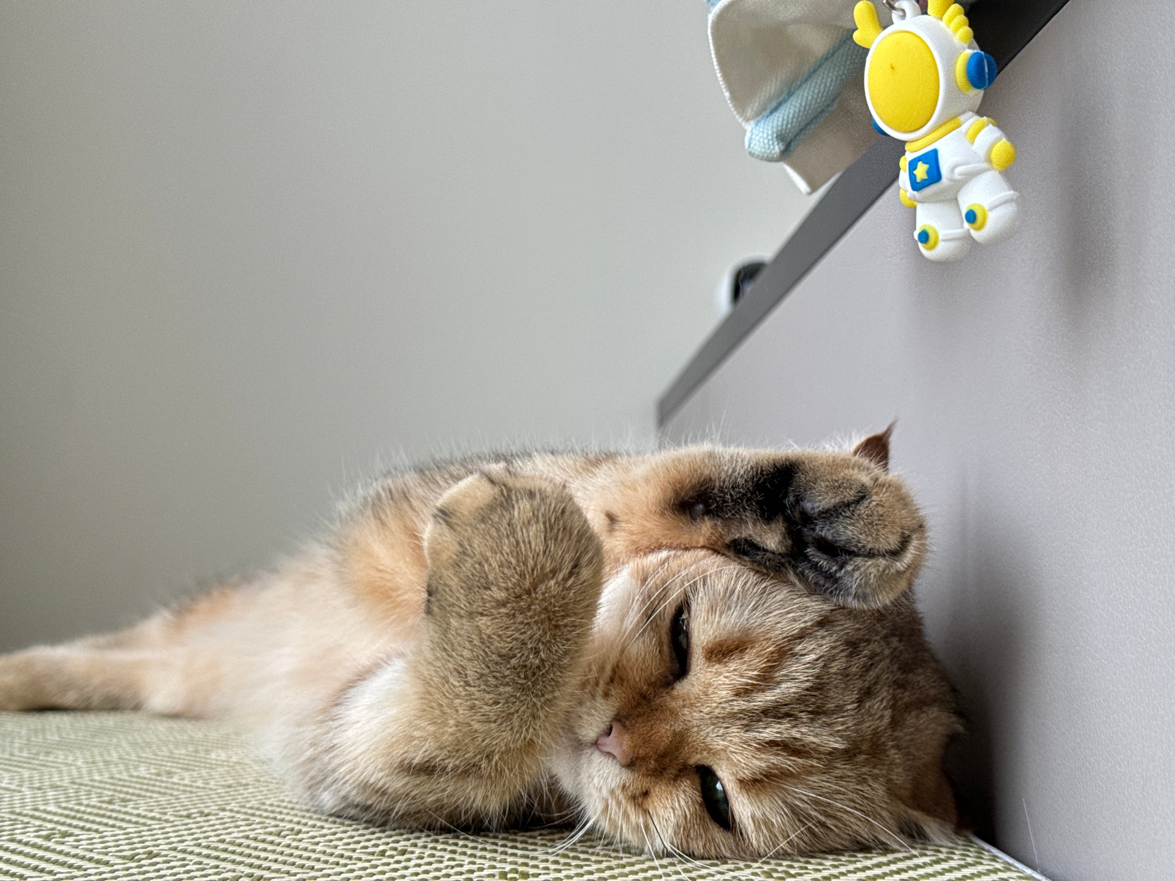 温馨猫咪日常趣事，最新版猫咪趣事分享
