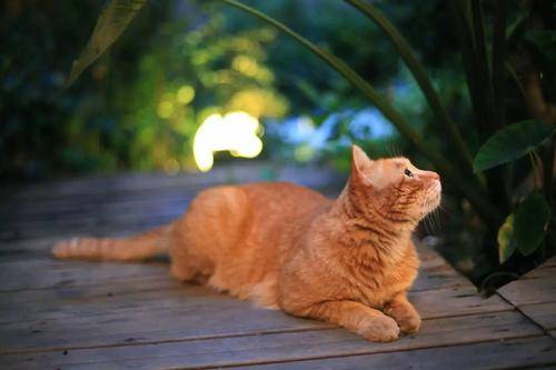猫咪最新破解,猫咪最新破解，一场寻找内心平静的旅行探险
