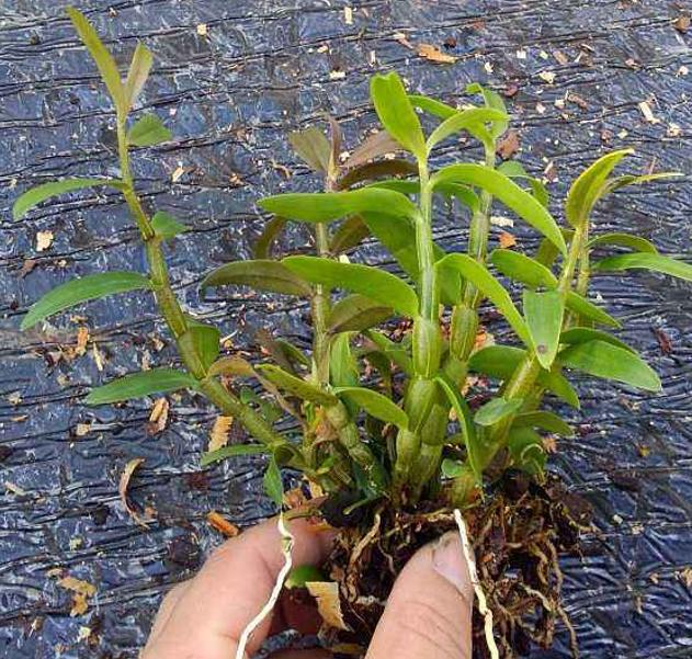 九娇草的种植与照顾详细步骤指南，最新种植技巧及照顾要点