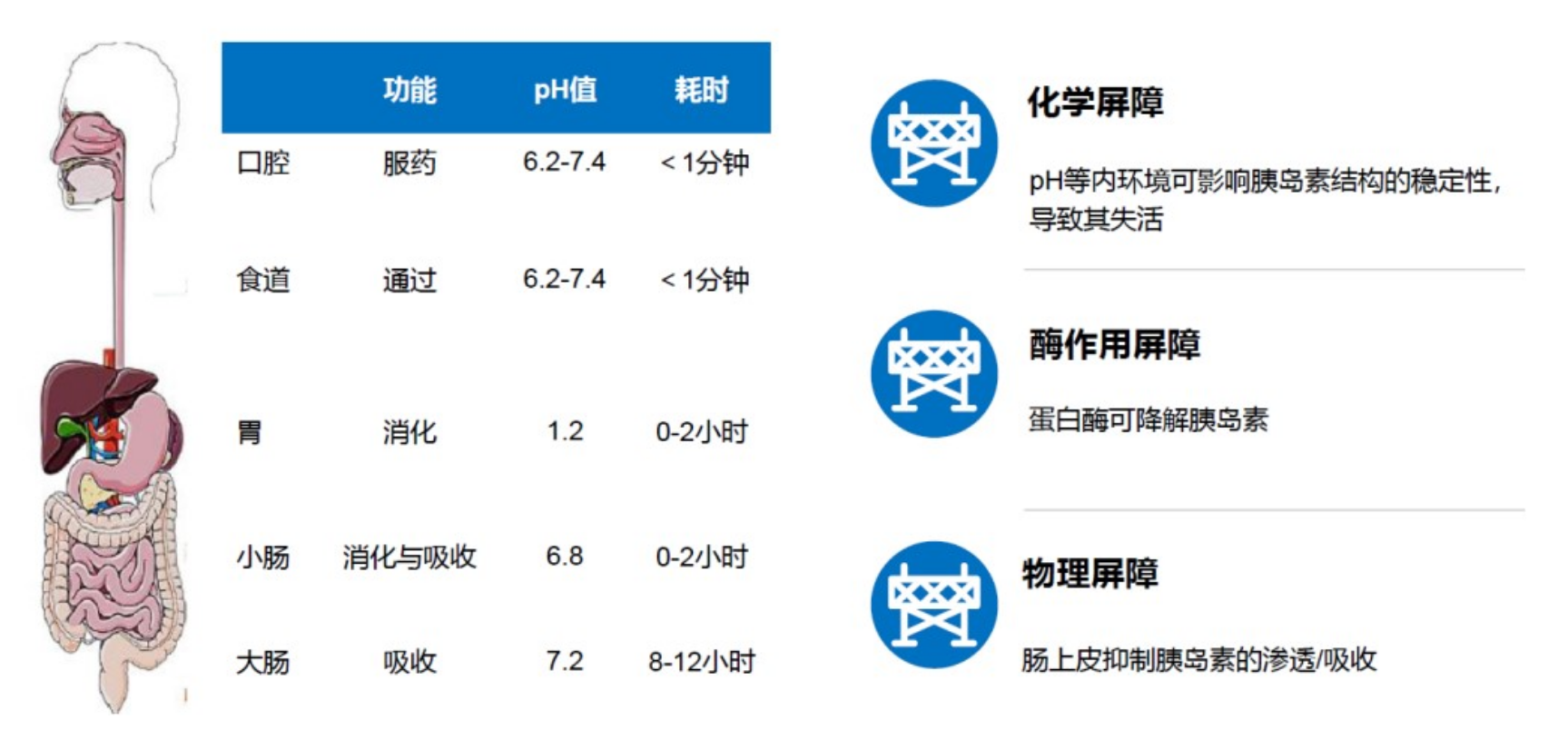 口服胰岛素研究的最新进展揭秘