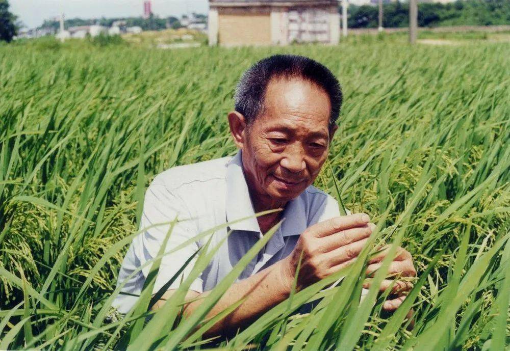 袁隆平最新观点论述概述