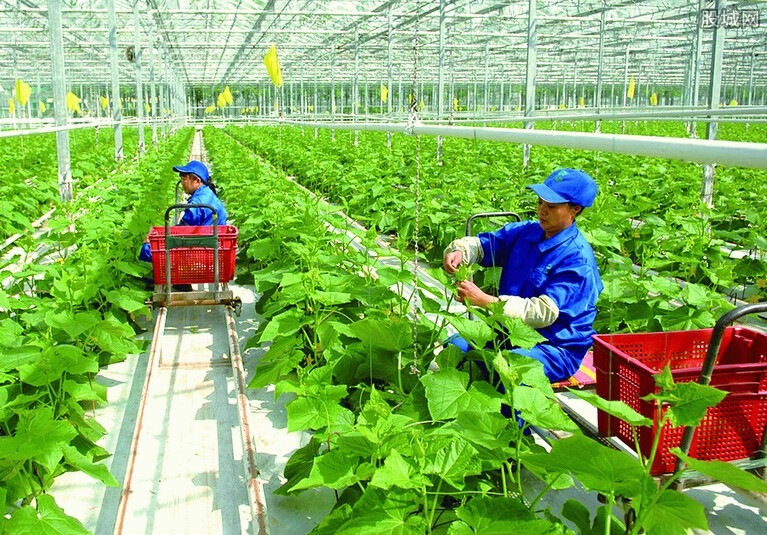 科技重塑绿色未来，农业最新消息揭秘发展动态