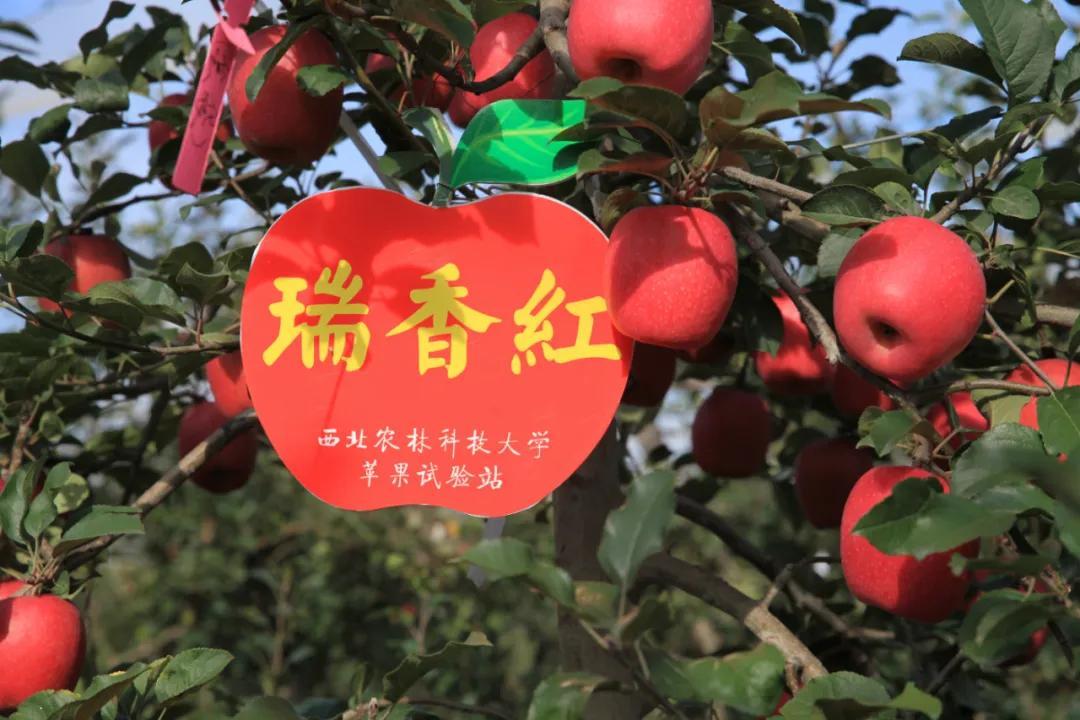 苹果新品种亮相，探索最新苹果品种
