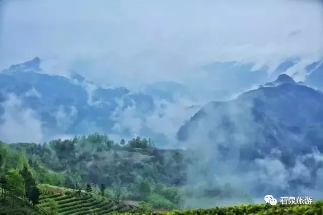 茯苓最新行情，自然之旅中的心灵探索与宁静寻找